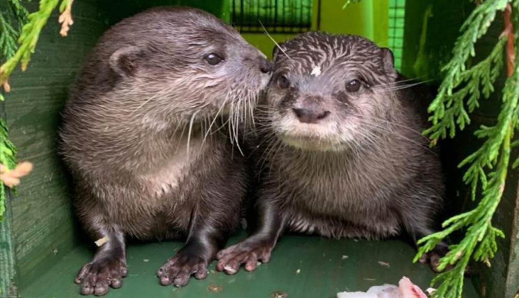 Otter Love